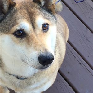 Meet your Posher, Jolene